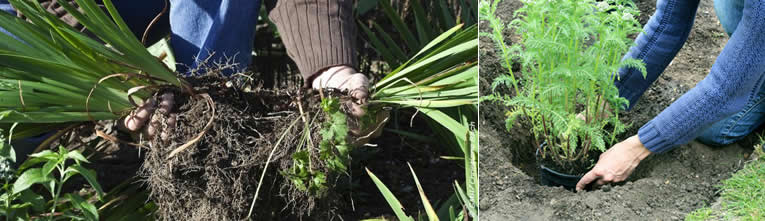 Border aanplanten